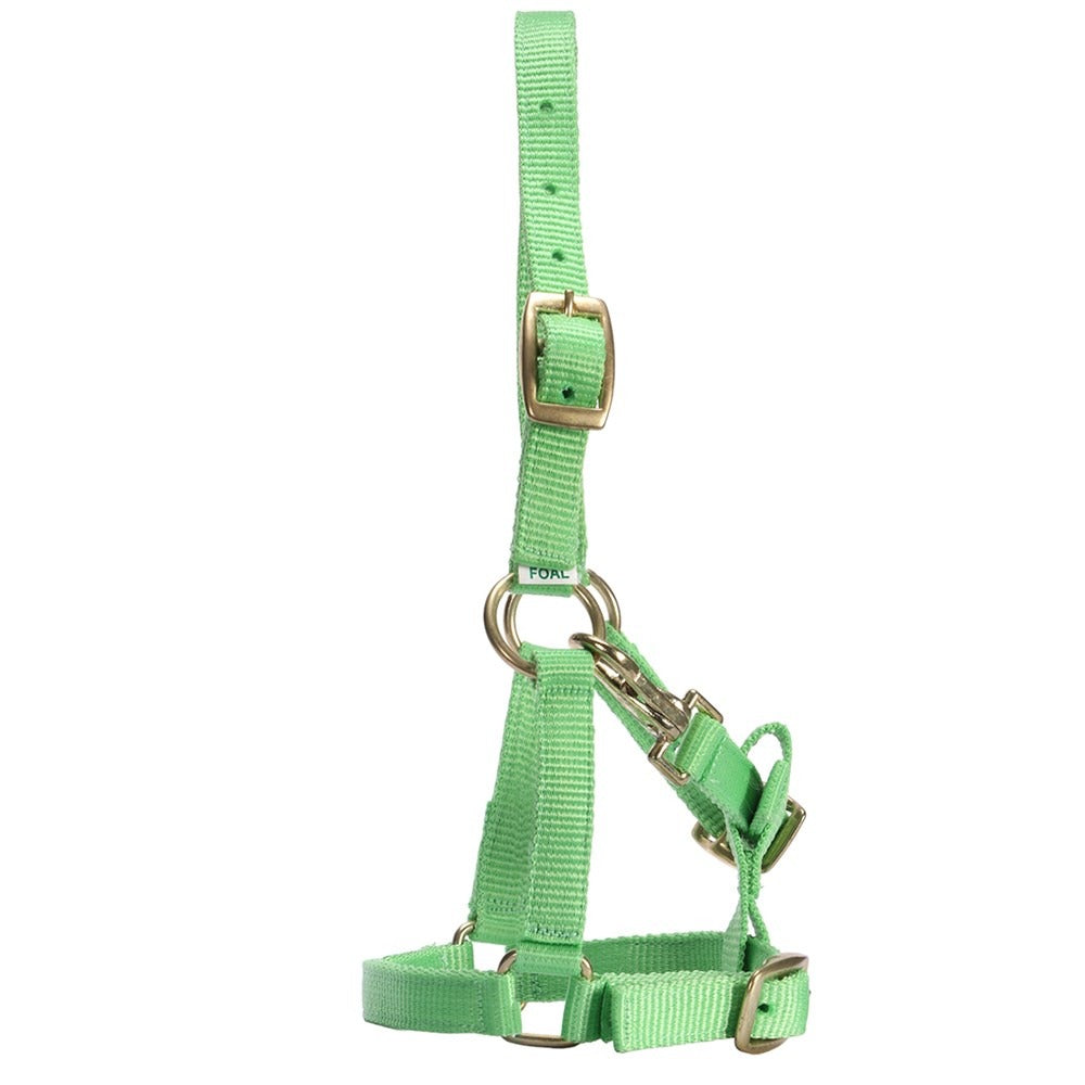 RANCHER FOAL HALTER