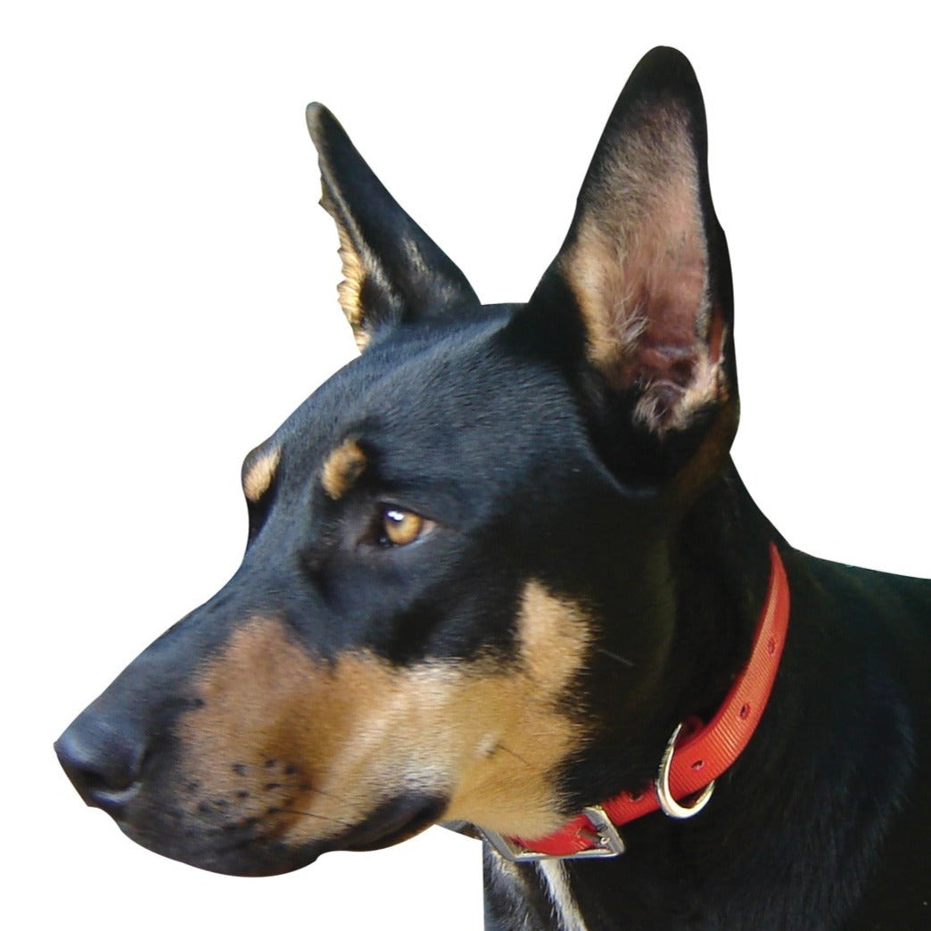 SHOWCRAFT PVC DOG COLLAR-Ranges Country