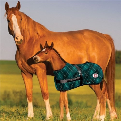 THERMO MASTER 600D GROWING FOAL RUG-Ranges Country
