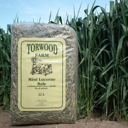 TORWOOD MINI LUCERNE HAY BALES-Ranges Country