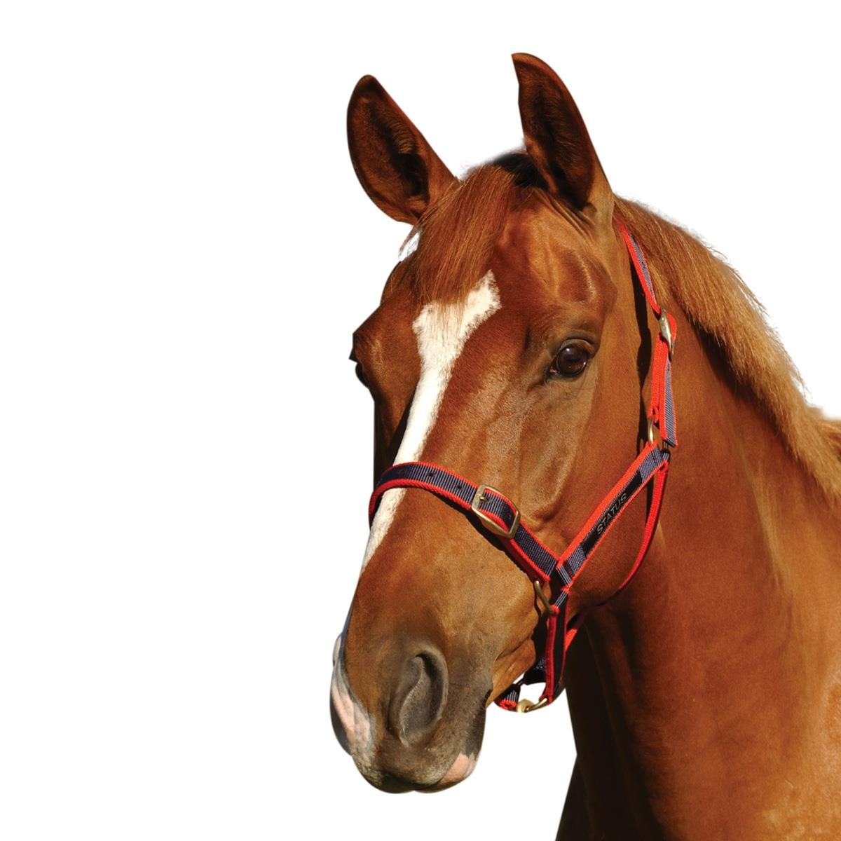 STATUS NYLON HALTER