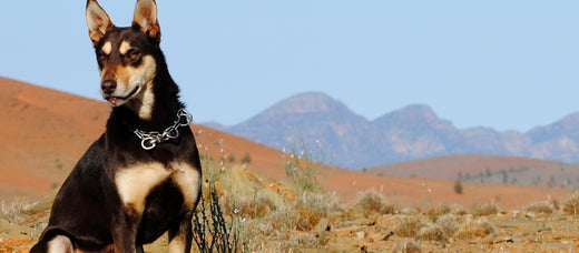 Caring for animals in hot weather