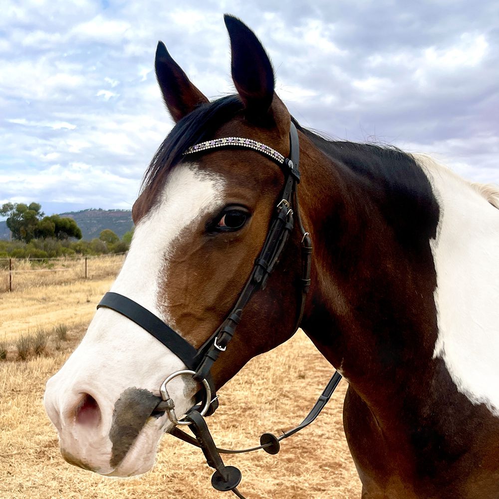 AFFINITY EQUESTRIAN PLAIN BROWBAND