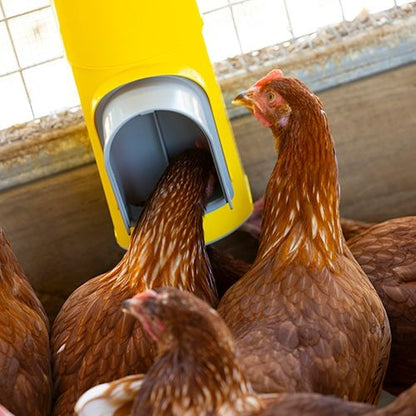 BAINBRIDGE CHOOK TOWER FEEDER