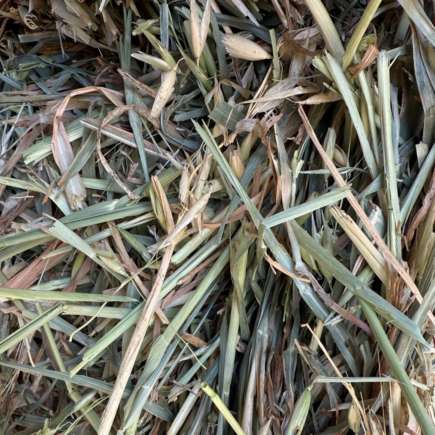HAY BALES OATEN (MELROSE)