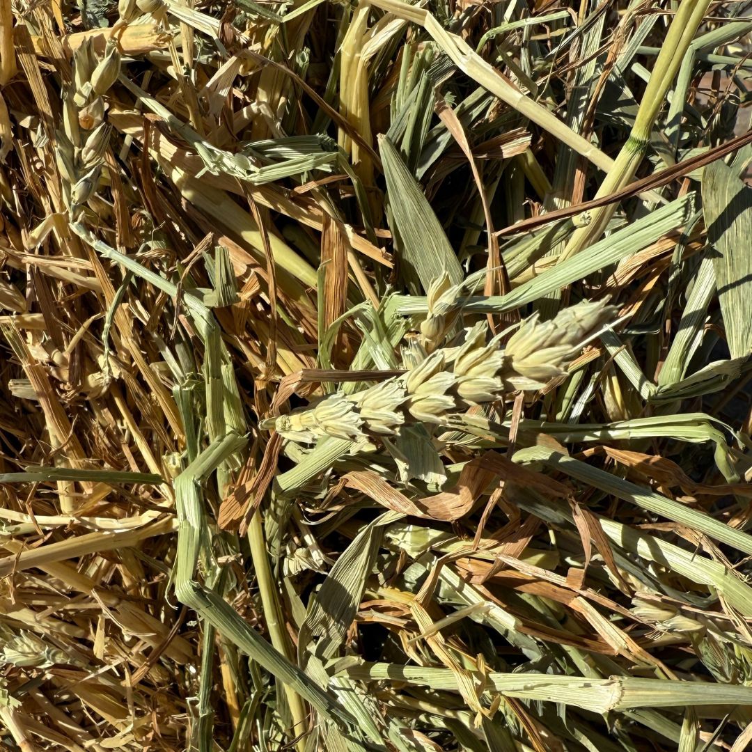 HAY BALES WHEATEN/VETCH (CLARE)