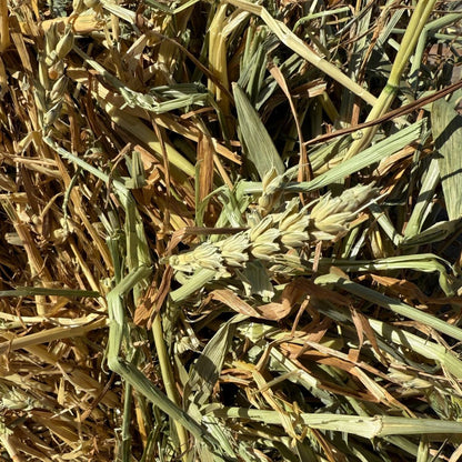 HAY BALES WHEATEN/VETCH (CLARE)
