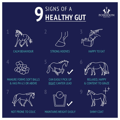 POSEIDON DIGESTIVE EQ SACHET 4kg