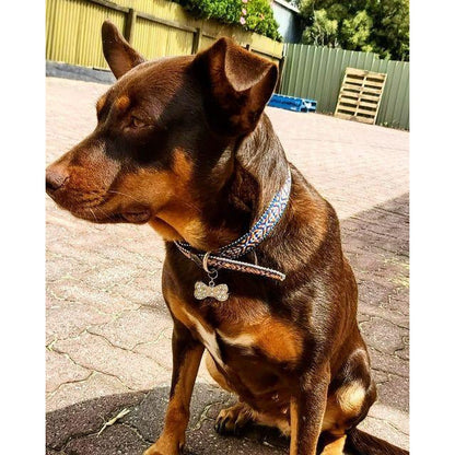 PURE WESTERN BAILEY DOG COLLAR