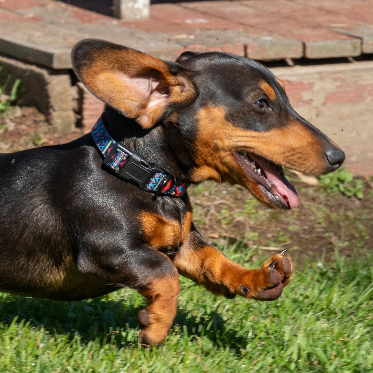 PURE WESTERN BILLIE DOG COLLAR