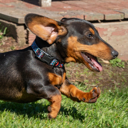 PURE WESTERN BILLIE DOG COLLAR