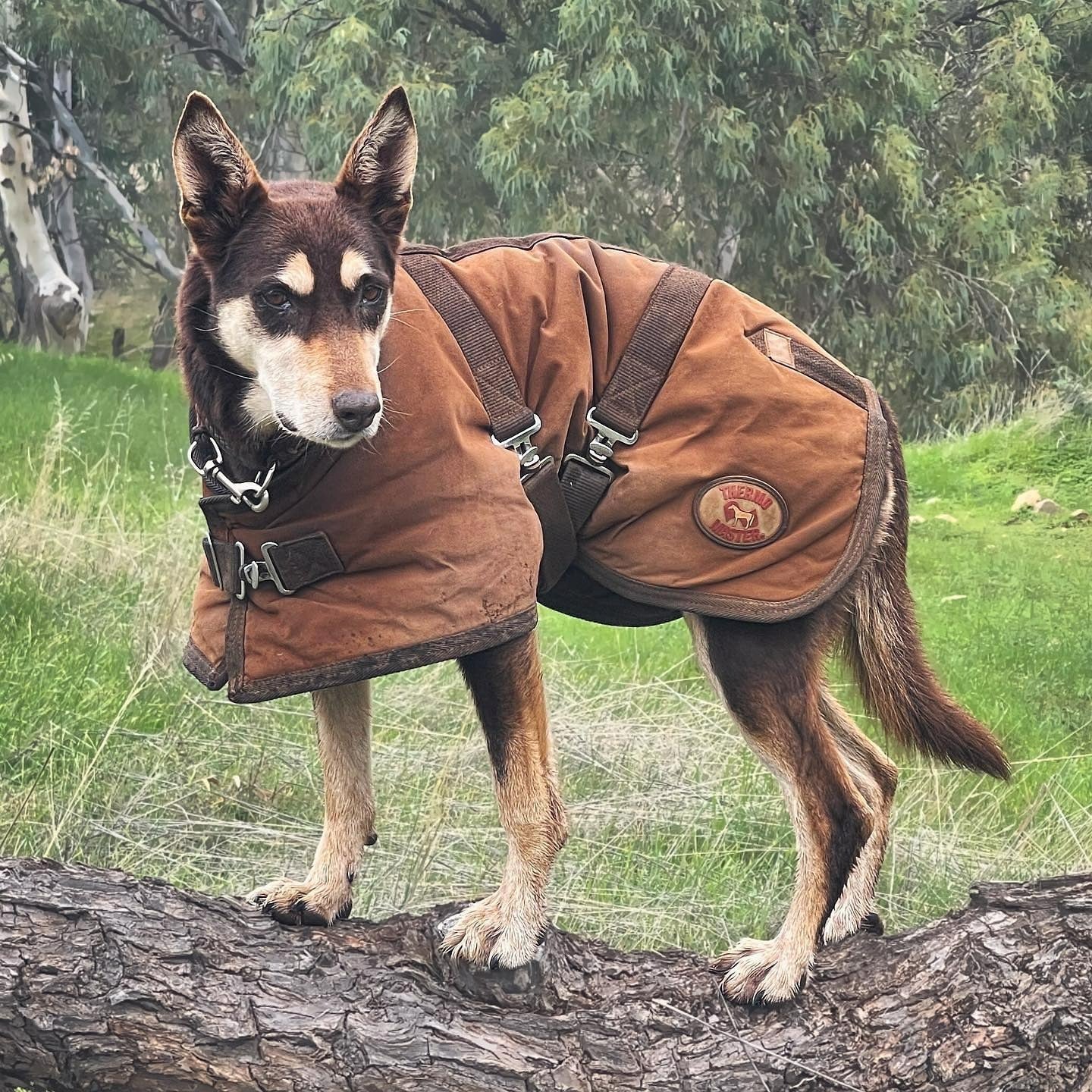 THERMO MASTER OILSKIN DOG COAT