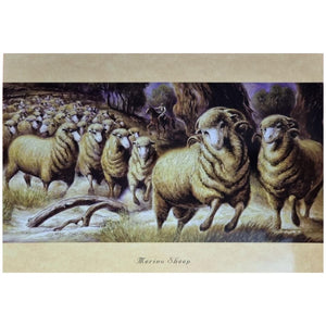 MERINO SHEEP GIFT CARD-Ranges Country