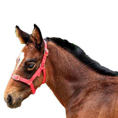 SHOWCRAFT NYLON FOAL HALTER-Ranges Country