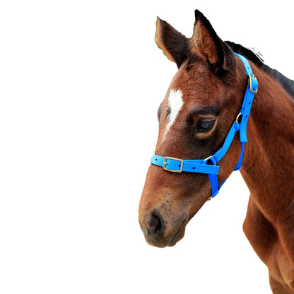 SHOWCRAFT NYLON FOAL HALTER
