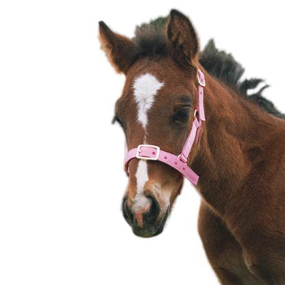 SHOWCRAFT NYLON FOAL HALTER-Ranges Country