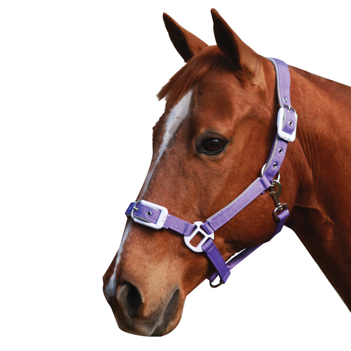 STATUS DELUXE PADDED HALTER