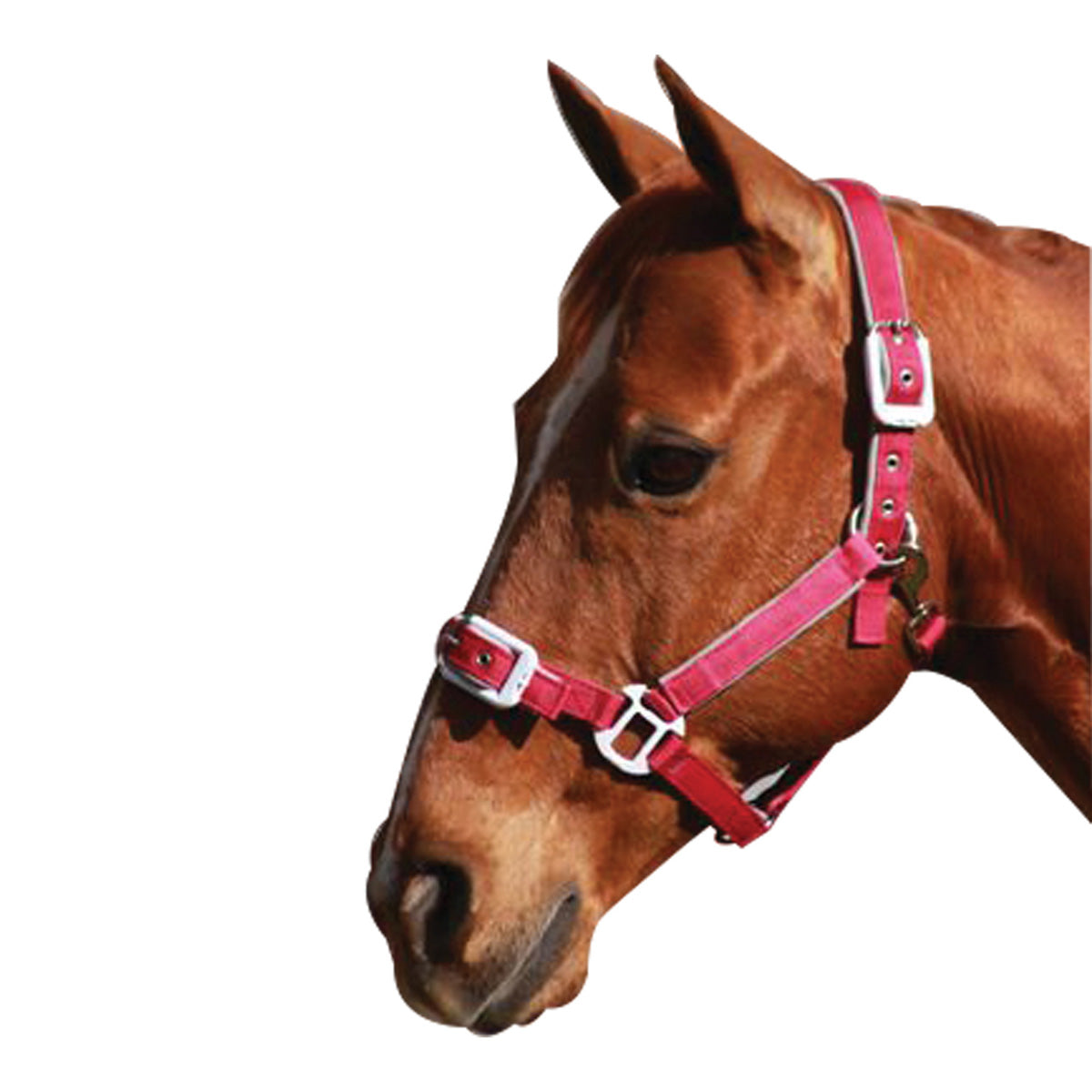 STATUS DELUXE PADDED HALTER-Ranges Country