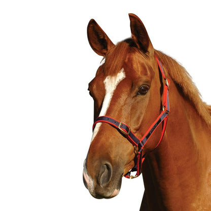 STATUS NYLON HALTER